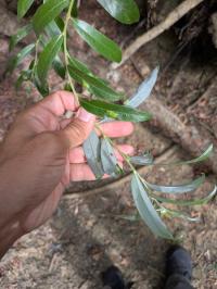 <i>Salix alba</i>