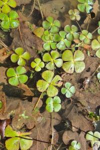 <i>Marsilea quadrifolia</i>