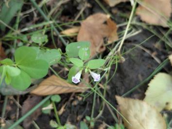 <i>Scutellaria minor</i>