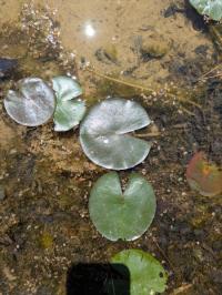 <i>Nymphaea alba</i>