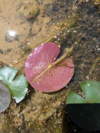 <i>Nymphaea alba</i>