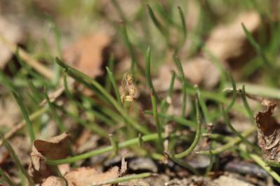 <i>Littorella uniflora</i>