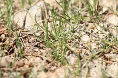 <i>Littorella uniflora</i>