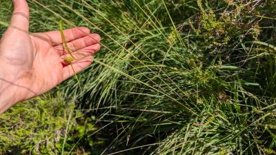 <i>Carex lepidocarpa</i>