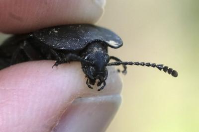 Silpha carinata