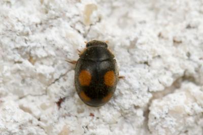 Platynaspis luteorubra