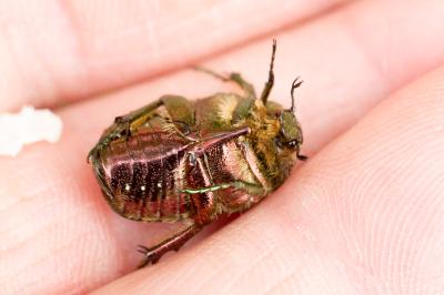 Cetonia aurata