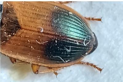 Diachromus germanus