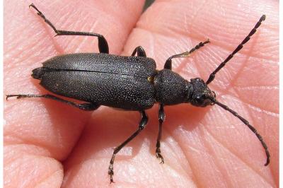 Stictoleptura scutellata