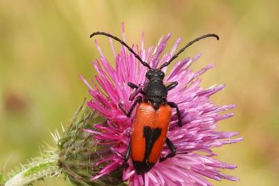 Stictoleptura cordigera