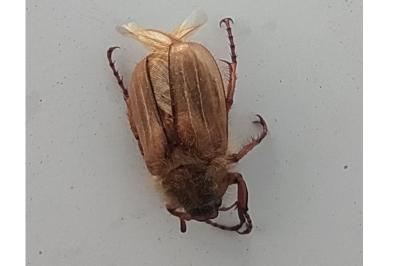 Amphimallon solstitiale