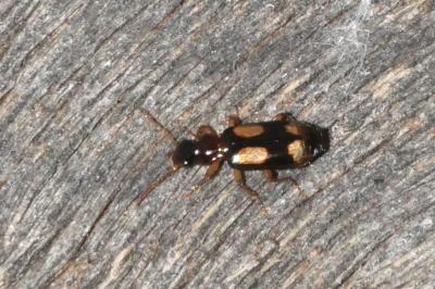 Dromius quadrimaculatus
