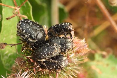 Oxythyrea funesta
