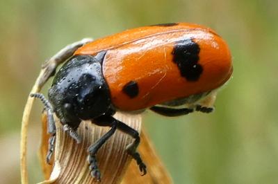 Clytra laeviuscula