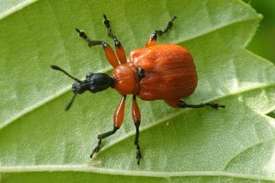 Apoderus coryli