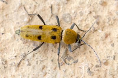 Chlorophorus glabromaculatus