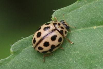 Tytthaspis sedecimpunctata