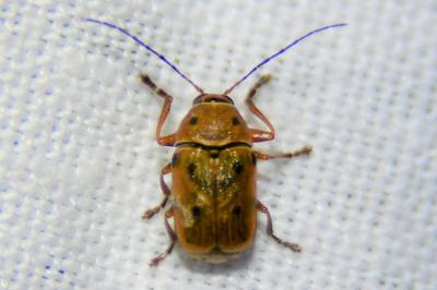 Cryptocephalus octomaculatus