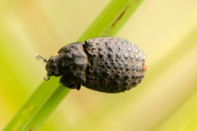Trox perlatus