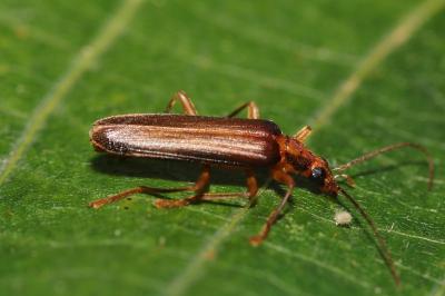 Nacerdes carniolica