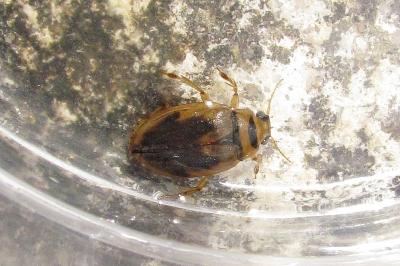 Paelobiidae