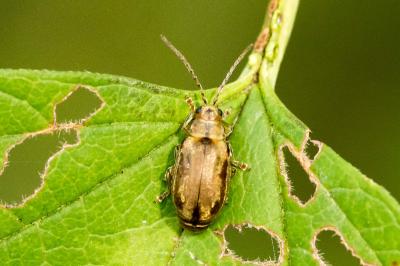 Pyrrhalta viburni