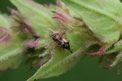 Nanophyes marmoratus
