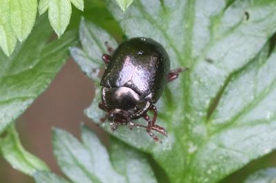 Chrysolina bankii
