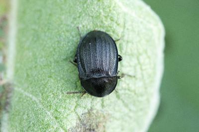 Phosphuga atrata
