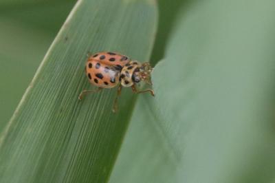 Anisosticta novemdecimpunctata