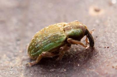 Hypera nigrirostris