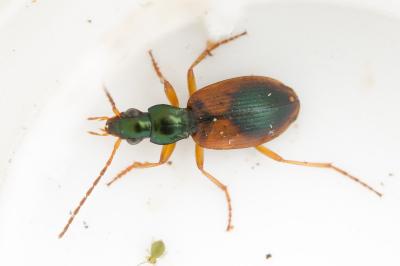 Anchomenus dorsalis