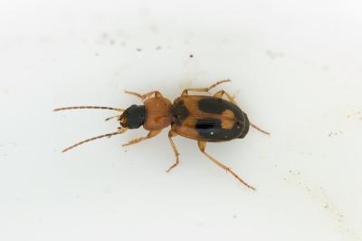 Badister bullatus
