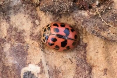 Oenopia conglobata