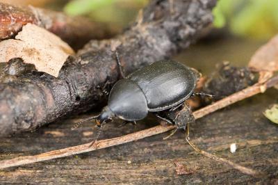 Ablattaria laevigata