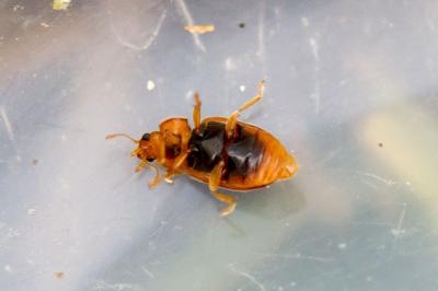 Coccidula rufa