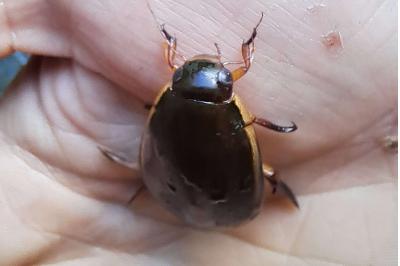 Cybister lateralimarginalis