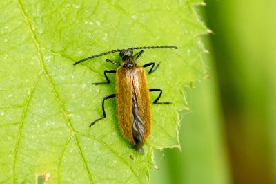 Lagria hirta