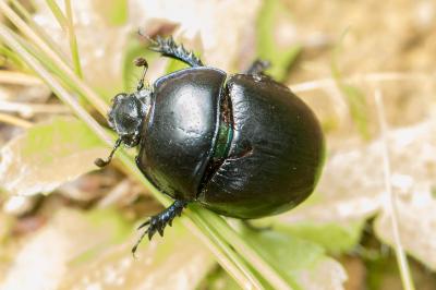 Anoplotrupes stercorosus