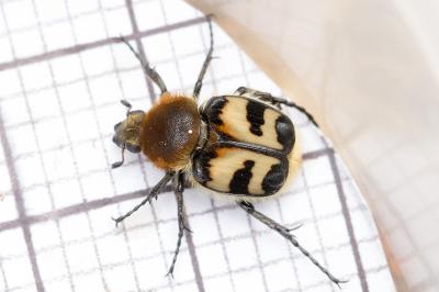 Trichius fasciatus