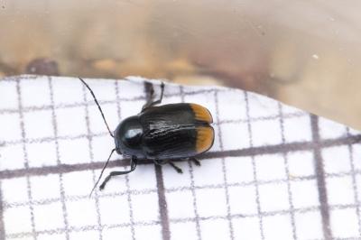 Cryptocephalus biguttatus