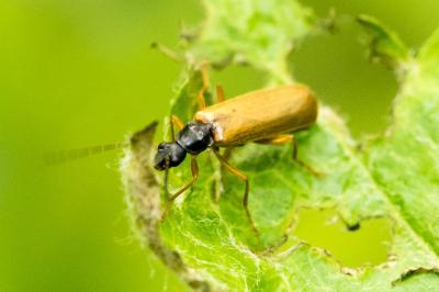 Rhagonycha lignosa