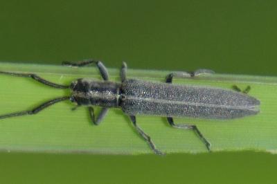 Calamobius filum