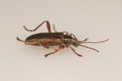 Donacia clavipes