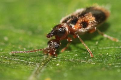 Notoxus monoceros
