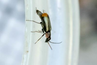 Axinotarsus marginalis
