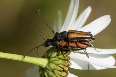 Stenurella melanura