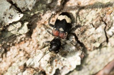 Clerus mutillarius