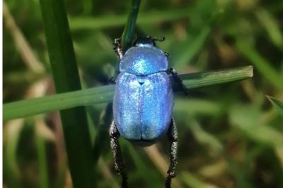 Hoplia coerulea