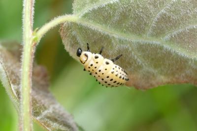 Chrysomela populi